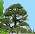 Lodder Bonsai